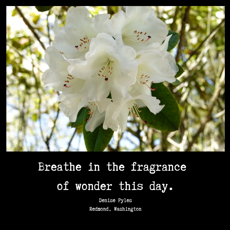 Fragrance of Wonder